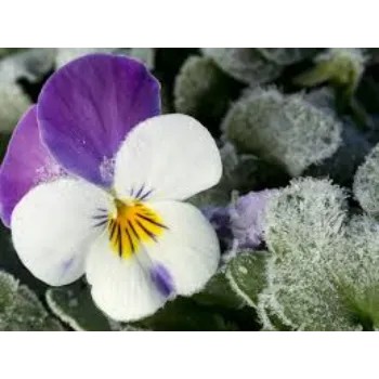 No1 Pansy Plant 8-pansy plant-8823507-66735.webp